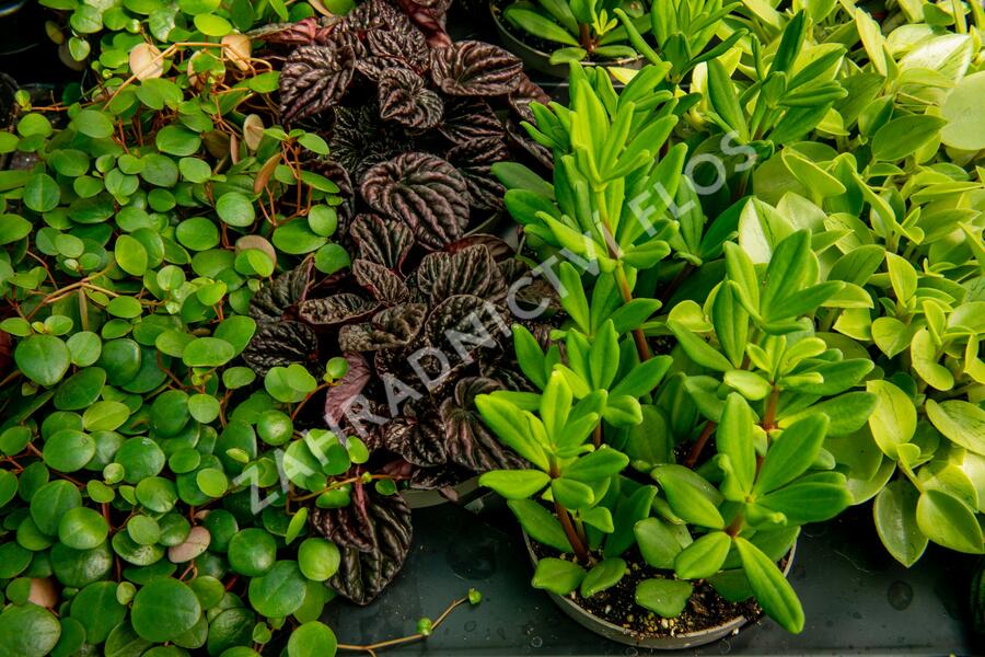 Pepřinec mix - Peperonia mix