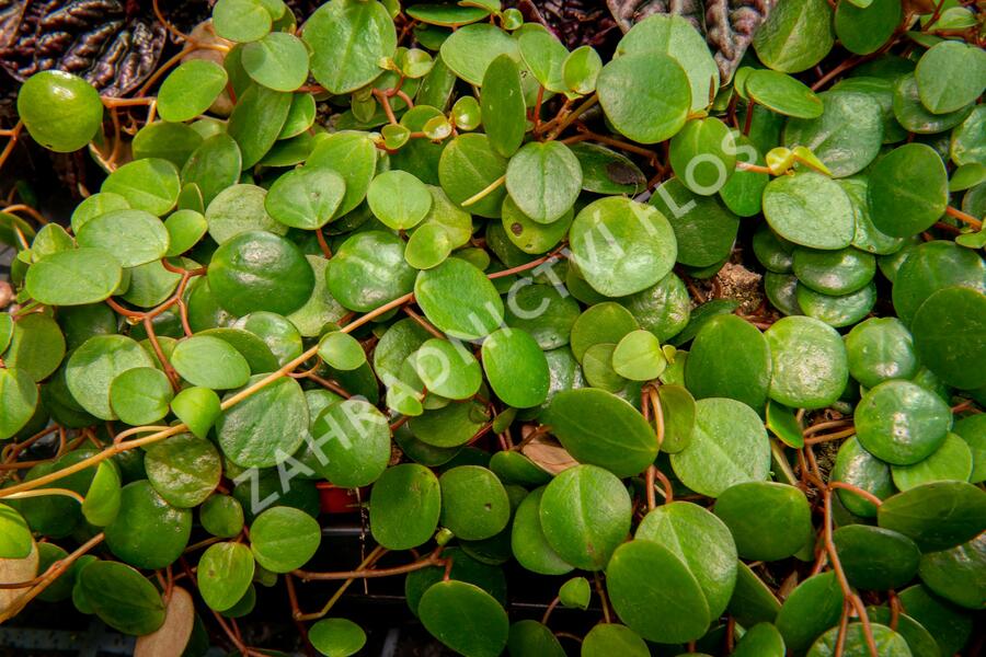 Pepřinec mix - Peperonia mix