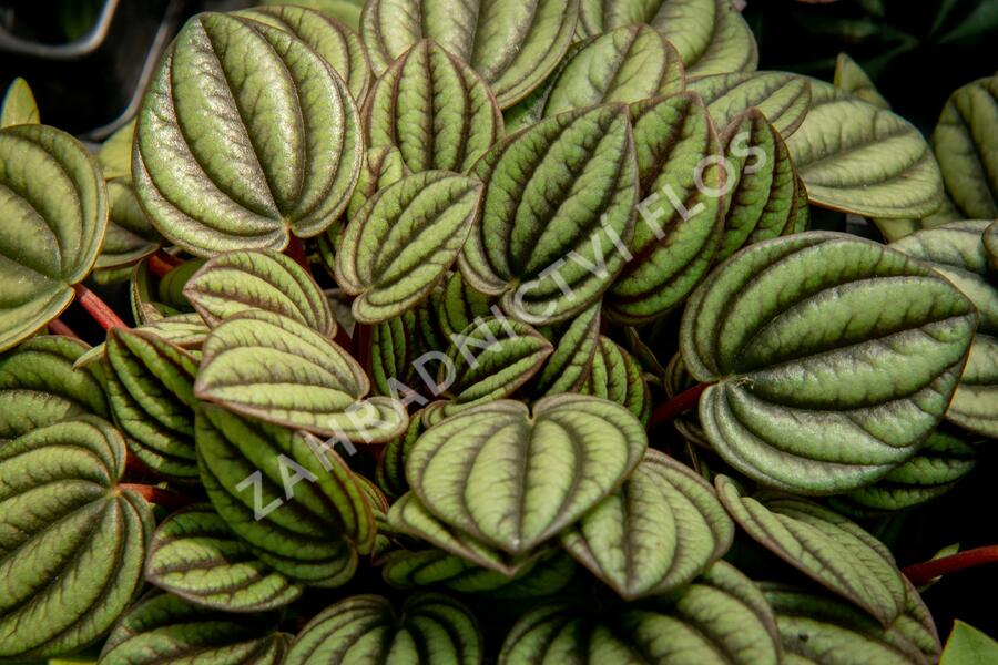 Pepřinec mix - Peperonia mix