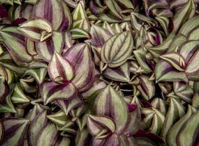 Podeňka mix - Tradescantia mix