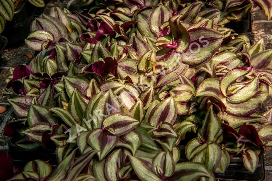 Podeňka mix - Tradescantia mix