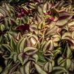 Podeňka mix - Tradescantia mix