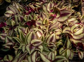 Podeňka mix - Tradescantia mix