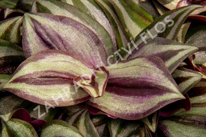 Podeňka mix - Tradescantia mix