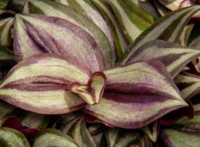 Podeňka mix - Tradescantia mix