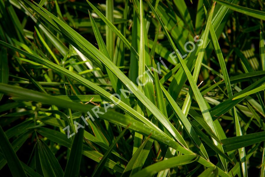 Datlovník kanárský - Phoenix canariensis