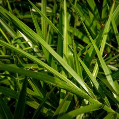 Datlovník kanárský - Phoenix canariensis