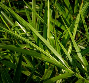 Datlovník kanárský - Phoenix canariensis