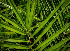 Datlovník kanárský - Phoenix canariensis