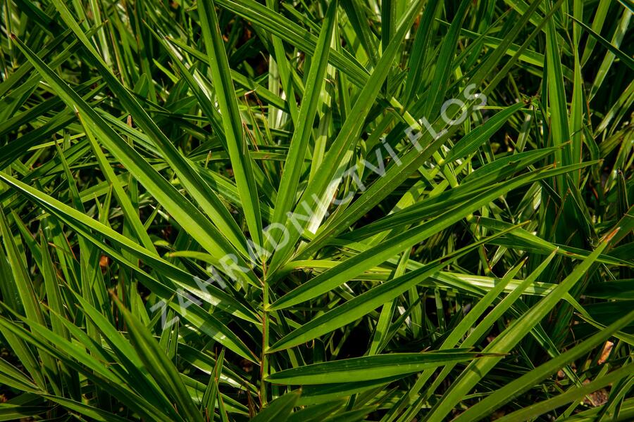 Datlovník kanárský - Phoenix canariensis