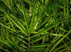 Datlovník kanárský - Phoenix canariensis