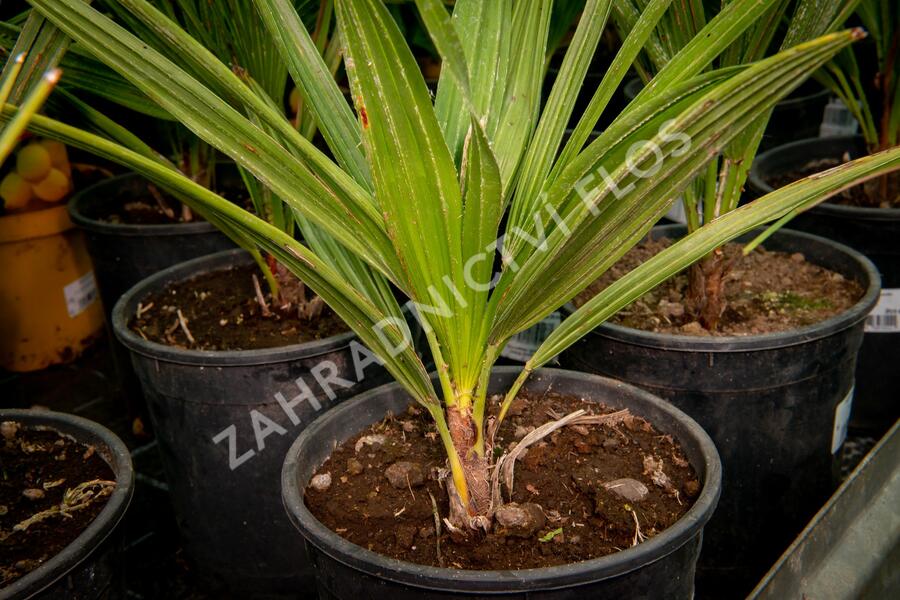 Žumara - Chamaerops humilis