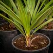 Žumara - Chamaerops humilis