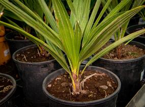 Žumara - Chamaerops humilis