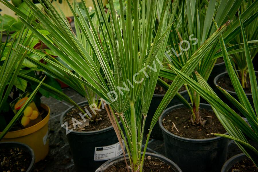 Žumara - Chamaerops humilis