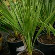 Žumara - Chamaerops humilis