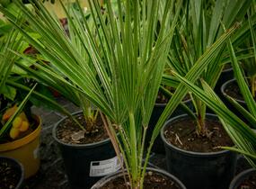 Žumara - Chamaerops humilis