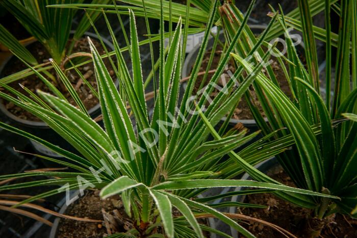 Žumara - Chamaerops humilis