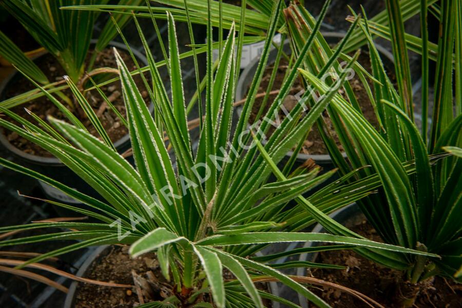Žumara - Chamaerops humilis