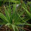 Žumara - Chamaerops humilis