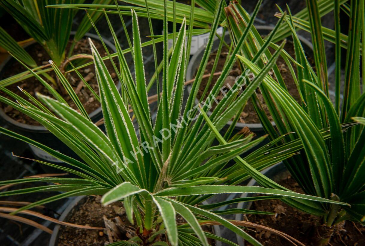 Žumara - Chamaerops humilis