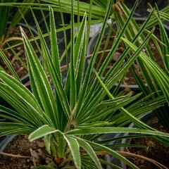 Žumara - Chamaerops humilis