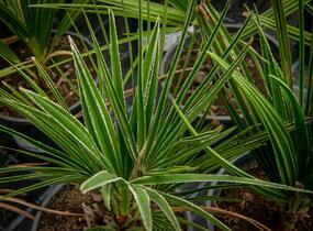 Žumara - Chamaerops humilis