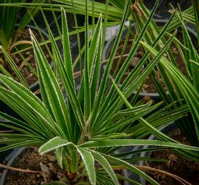 Žumara - Chamaerops humilis