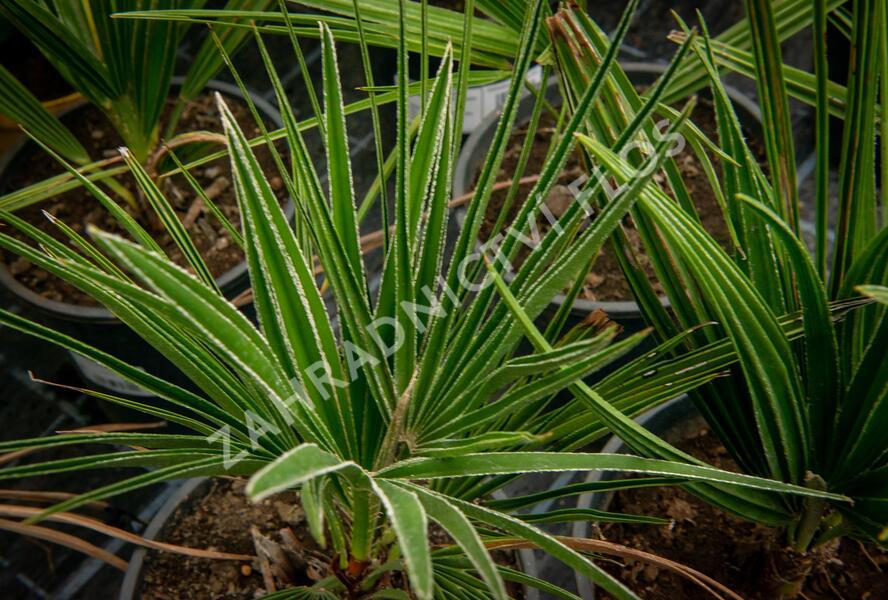 Žumara - Chamaerops humilis