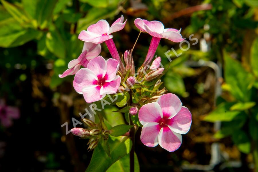 Plamenka latnatá 'Early Pink Candy' - Phlox paniculata 'Early Pink Candy'
