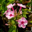 Plamenka latnatá 'Early Pink Candy' - Phlox paniculata 'Early Pink Candy'