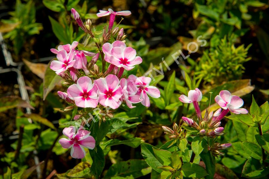 Plamenka latnatá 'Early Pink Candy' - Phlox paniculata 'Early Pink Candy'