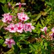 Plamenka latnatá 'Early Pink Candy' - Phlox paniculata 'Early Pink Candy'