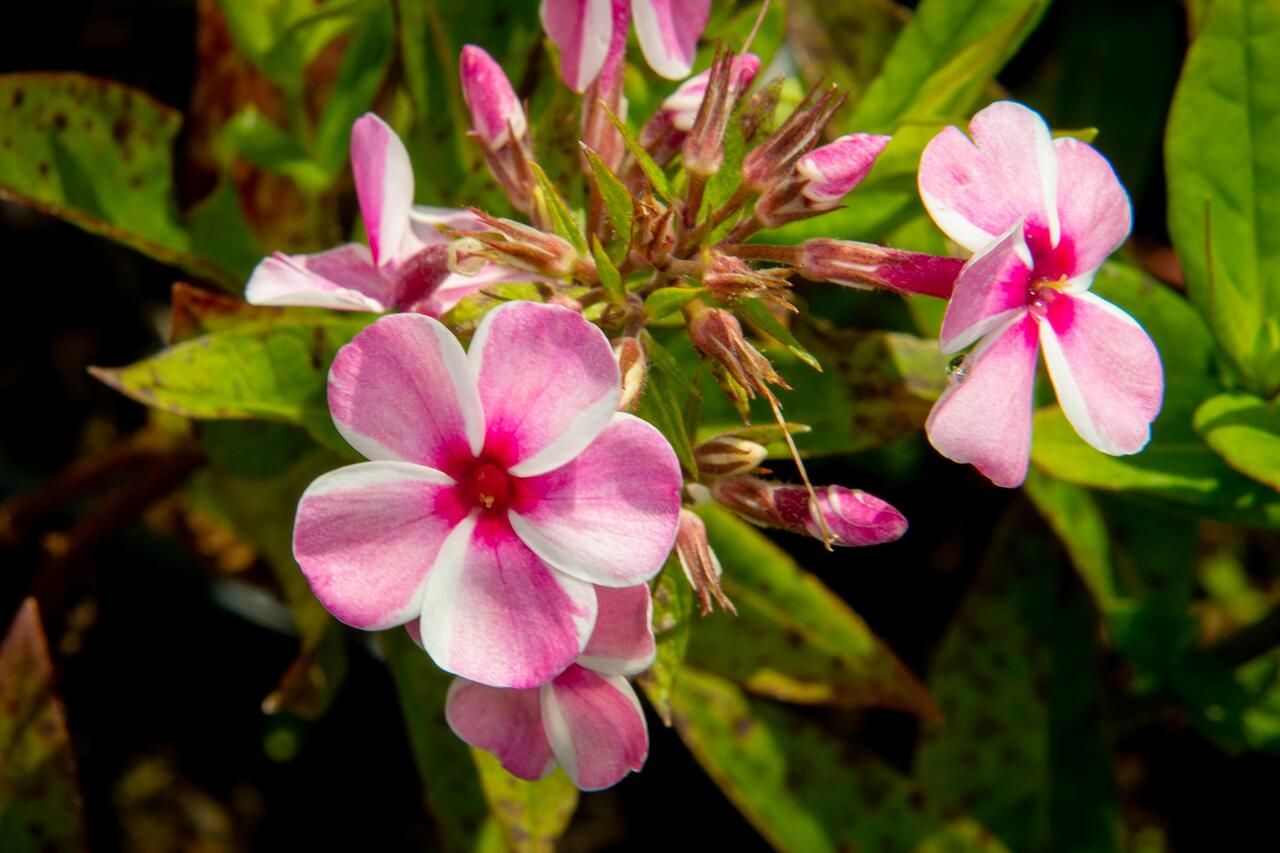 Plamenka latnatá 'Early Pink Candy' Phlox paniculata 'Early Pink
