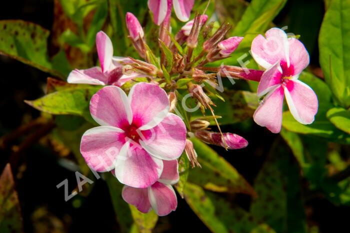 Plamenka latnatá 'Early Pink Candy' - Phlox paniculata 'Early Pink Candy'