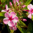 Plamenka latnatá 'Early Pink Candy' - Phlox paniculata 'Early Pink Candy'