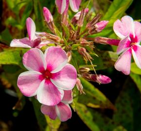 Plamenka latnatá 'Early Pink Candy' - Phlox paniculata 'Early Pink Candy'