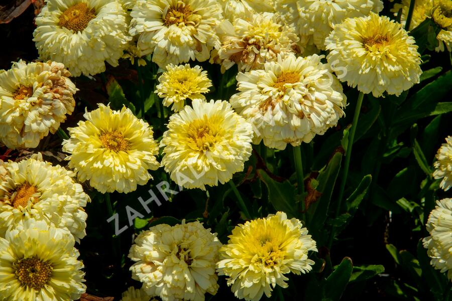 Kopretina největší 'Lemon Puff' - Leucanthemum maximum 'Lemon Puff'