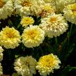 Kopretina největší 'Lemon Puff' - Leucanthemum maximum 'Lemon Puff'