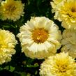 Kopretina největší 'Lemon Puff' - Leucanthemum maximum 'Lemon Puff'
