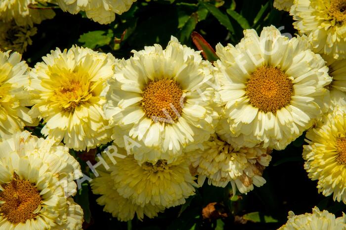 Kopretina největší 'Lemon Puff' - Leucanthemum maximum 'Lemon Puff'