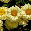 Kopretina největší 'Lemon Puff' - Leucanthemum maximum 'Lemon Puff'