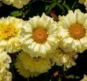Kopretina největší 'Lemon Puff' - Leucanthemum maximum 'Lemon Puff'