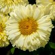 Kopretina největší 'Lemon Puff' - Leucanthemum maximum 'Lemon Puff'