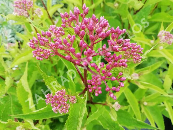 Sadec 'Baby Joe' - Eupatorium dubium 'Baby Joe'