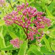 Sadec 'Baby Joe' - Eupatorium dubium 'Baby Joe'