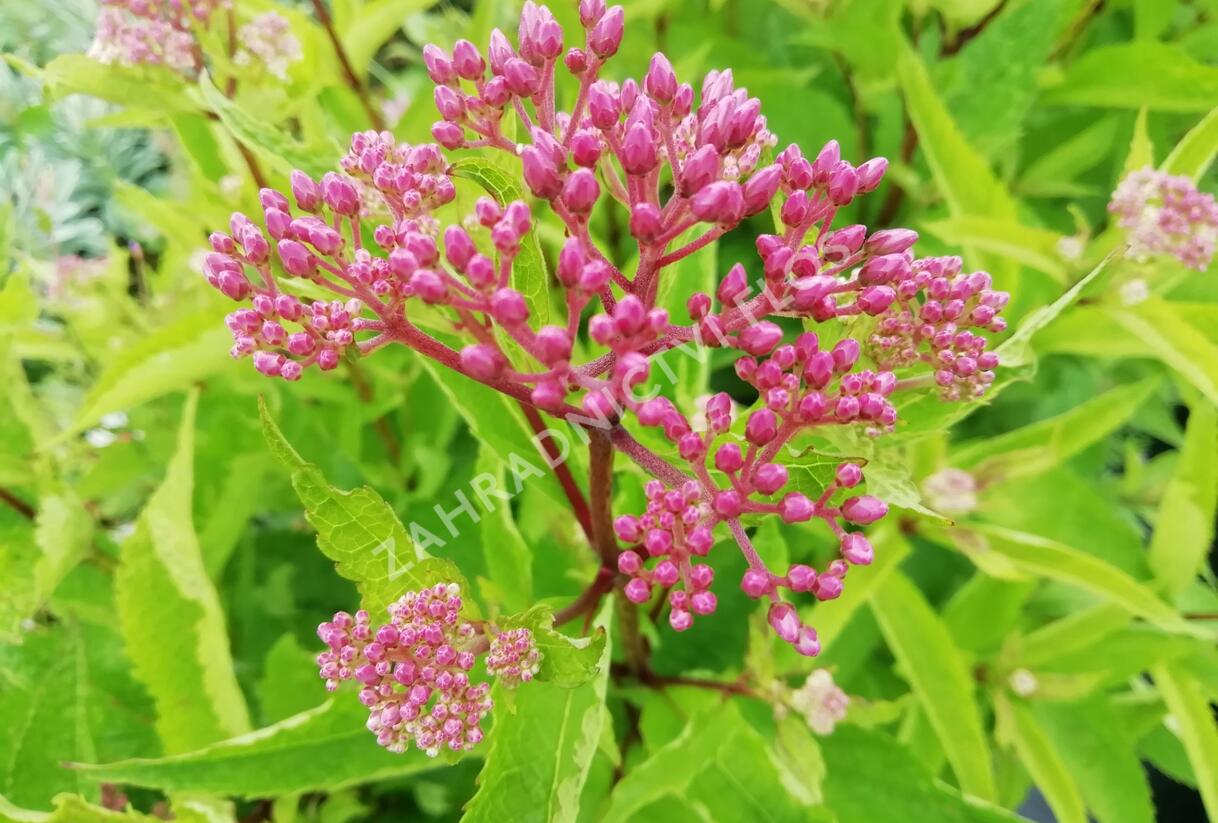 Sadec 'Baby Joe' - Eupatorium dubium 'Baby Joe'