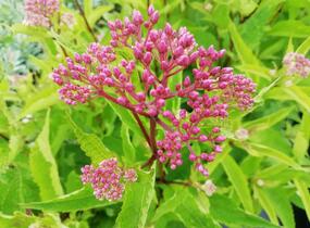 Sadec 'Baby Joe' - Eupatorium dubium 'Baby Joe'