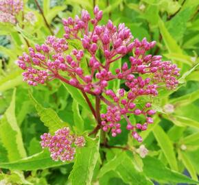 Sadec 'Baby Joe' - Eupatorium dubium 'Baby Joe'