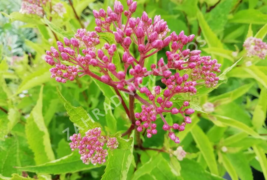 Sadec 'Baby Joe' - Eupatorium dubium 'Baby Joe'